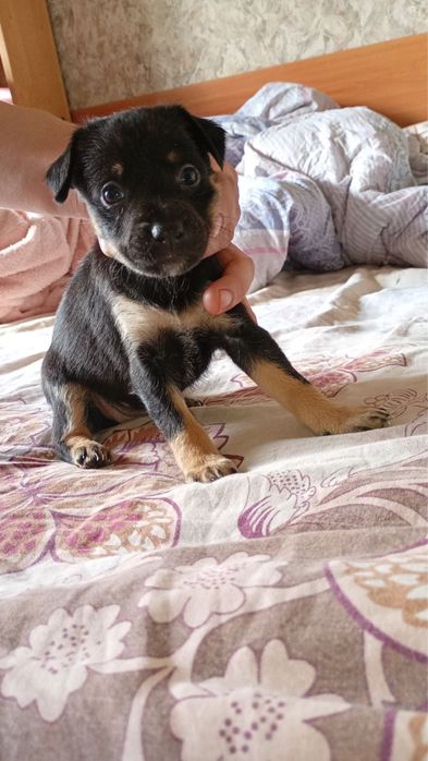 Щенки, собаки, цуцеки в добрі руки, бекоштовно