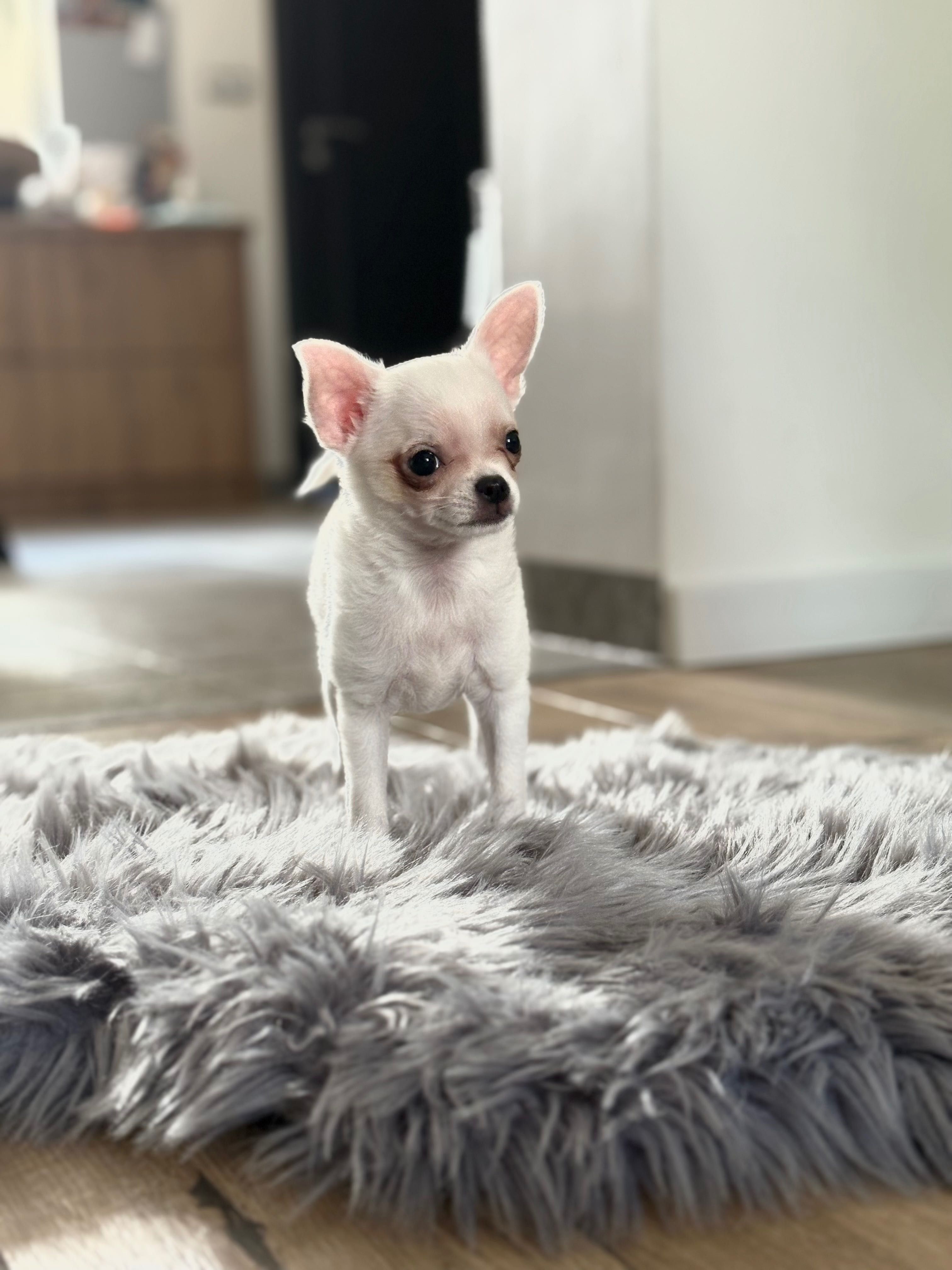 Chihuahua, chłopczyk