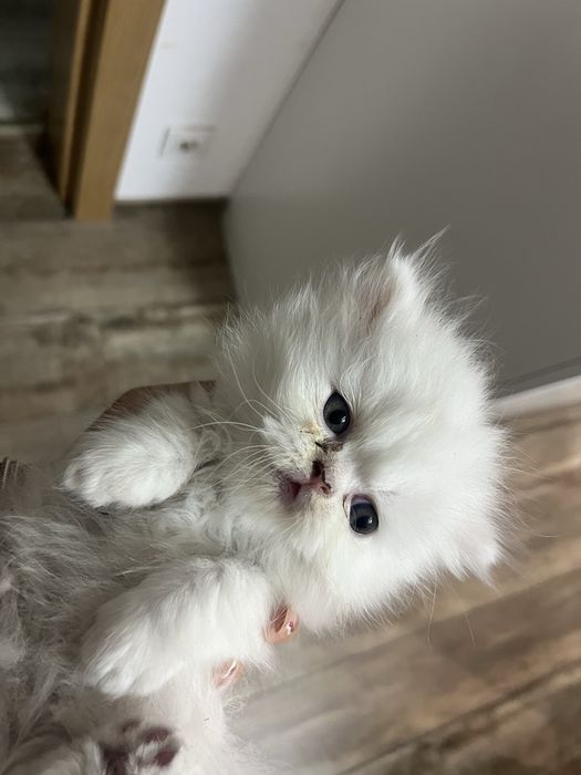 Gatinha persa puro