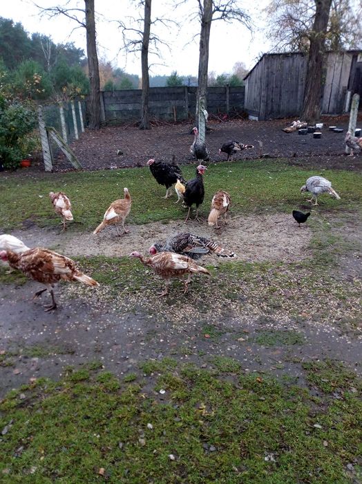 Sprzedam młode indyki