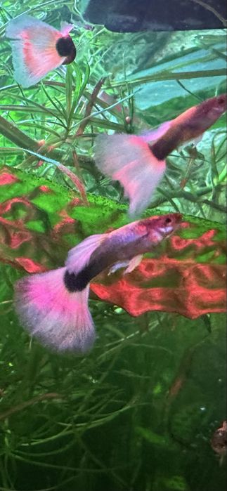 Rybki gupika kilka rodzai,molinezje czarne.Krewetki red i glonojady.