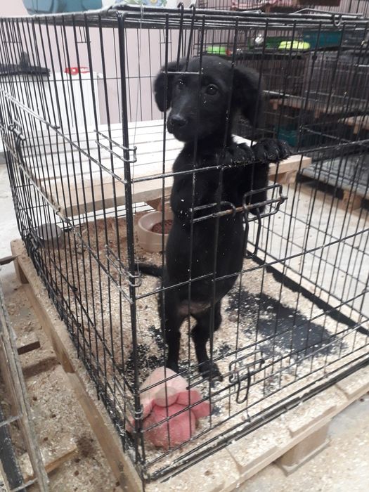 Віддаю в добрі руки