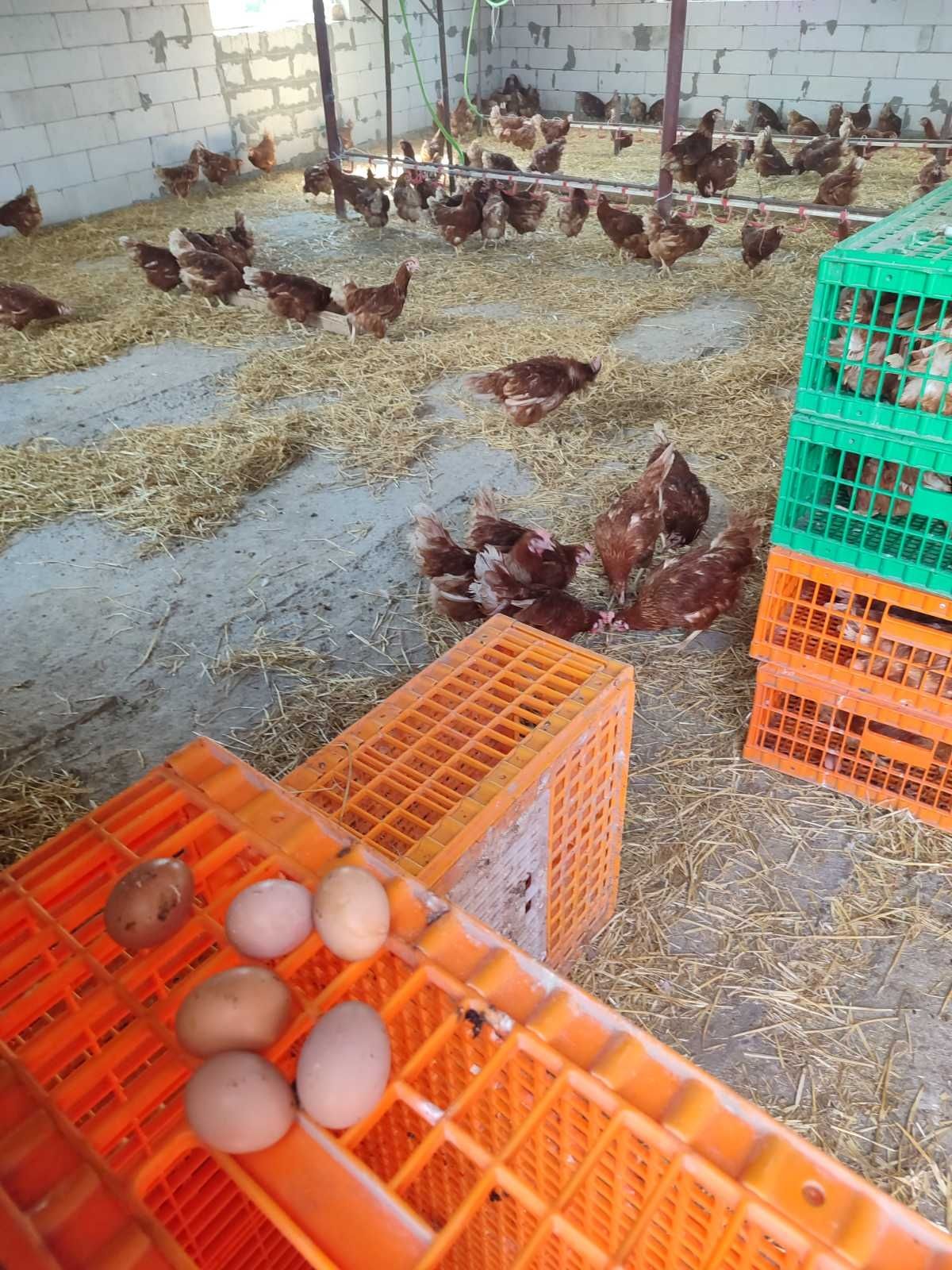 Продам курей несушок! Доставка безкоштовна! Кривий ріг!