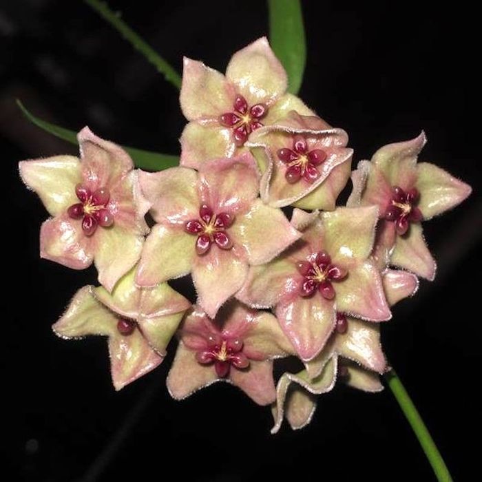 Hoya filiformis хойя