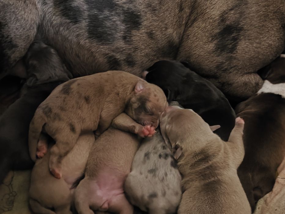 Щенки американского булли готовятся к переезду