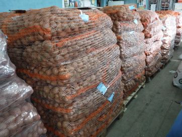 Ziemniak sadzeniak kwalifikowany kl A Bellarosa Vineta Marabel Lord