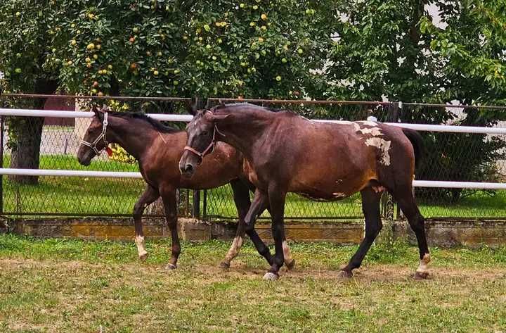 Klacz małopolska z licencją tarant tarantowata