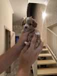 Микро мальтипу мальчик ф1, хлопчик мальтіпу мікро, micro maltipoo male