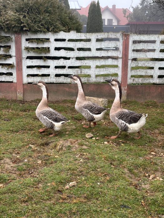Gęsi tegoroczne - sprzedam
