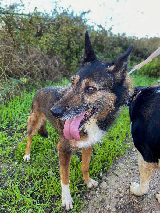 Izzy - cadela média para adoção