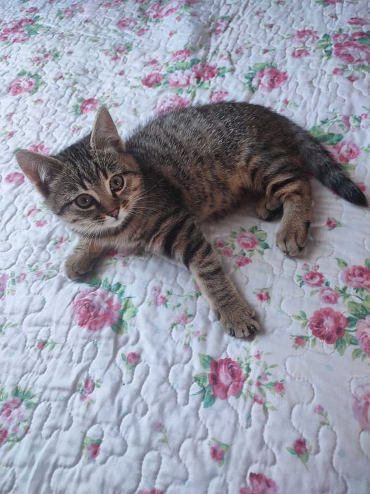 Кошенята в добрі руки