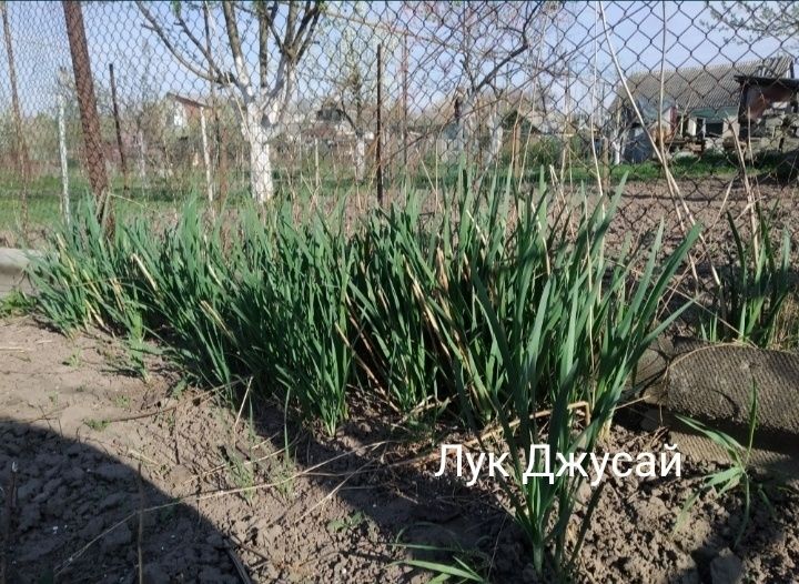 Многолетний лук джусай, мята перечная, барвинок, хрен, тархун, спаржа
