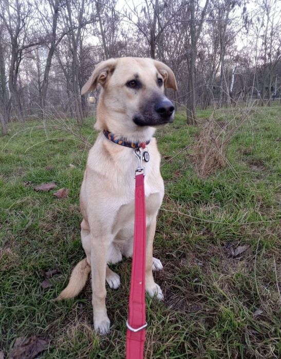 Отдам даром в добрые руки собаку метис овчарки и лабрадора