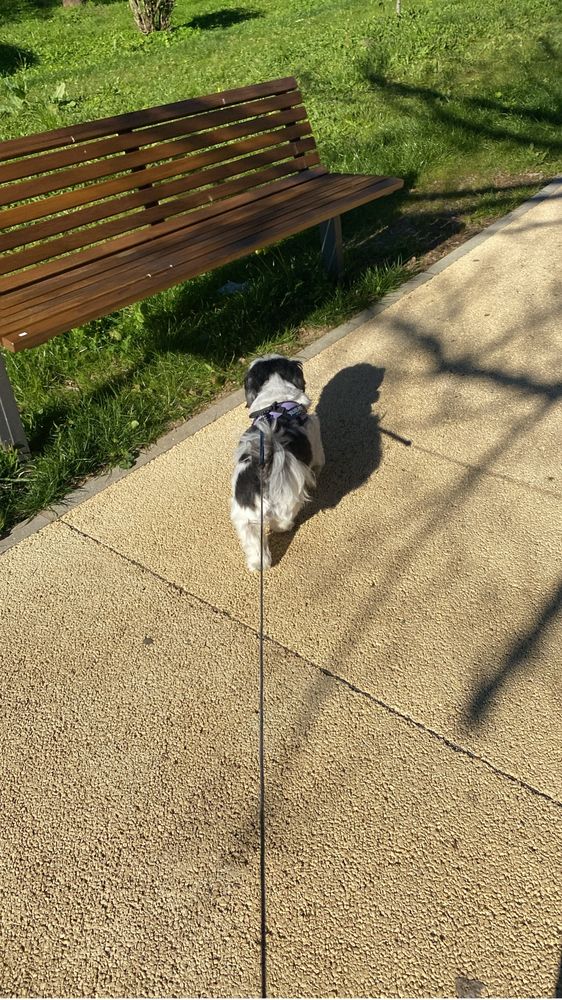 Pet sitter e Dog walker Oeiras