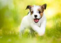 Jack Russell Terrier