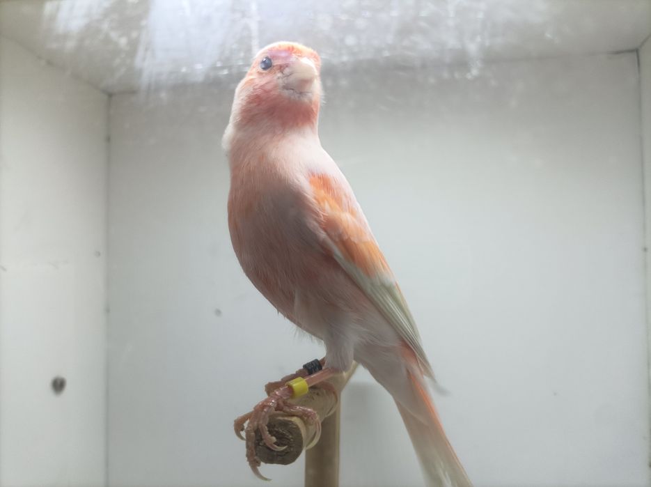 Arlequim Português  Machos