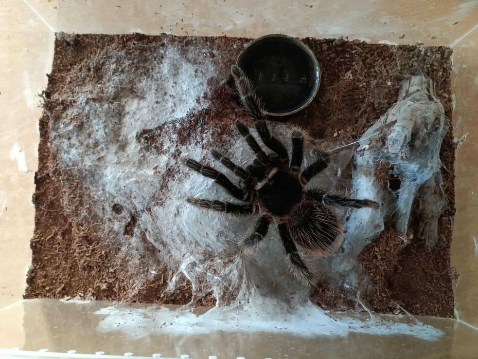 Ptasznik olbrzymi (Lasiodora parahybana) 7 DC Samica