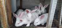 Кролики Термонці