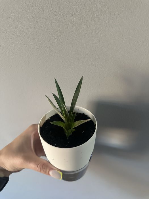 Детки комнатного декоративного ананаса