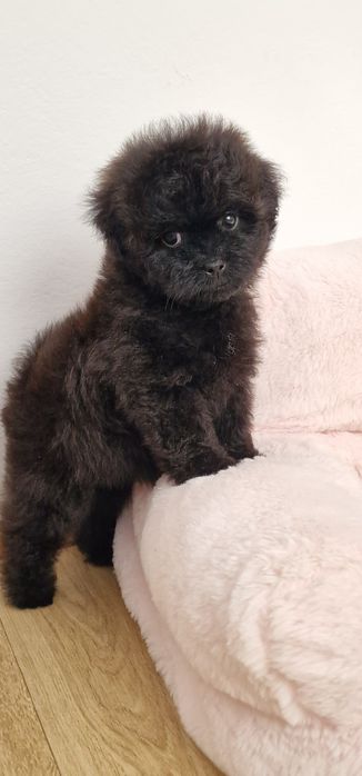 Pomapoo,  suczka