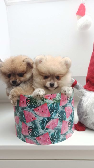 Pomeranian* szpic miniaturowy sunia***mega slodziak