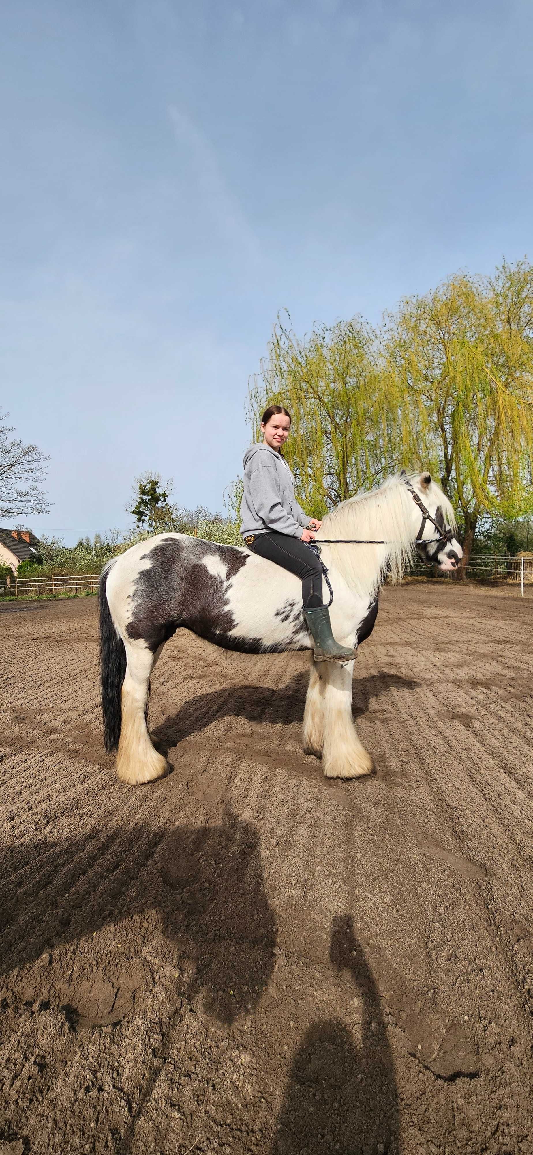 Klacz irish cob, źrebna