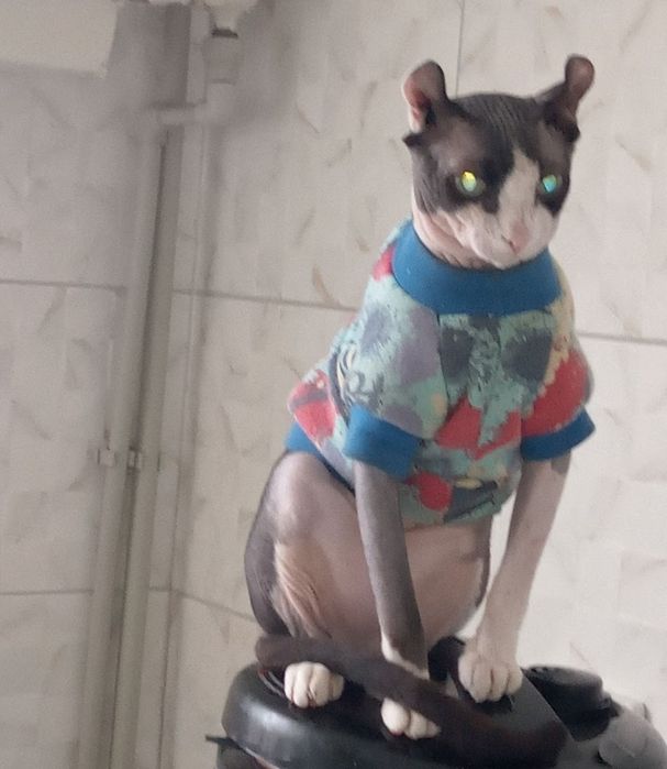 Канадский сфинкс