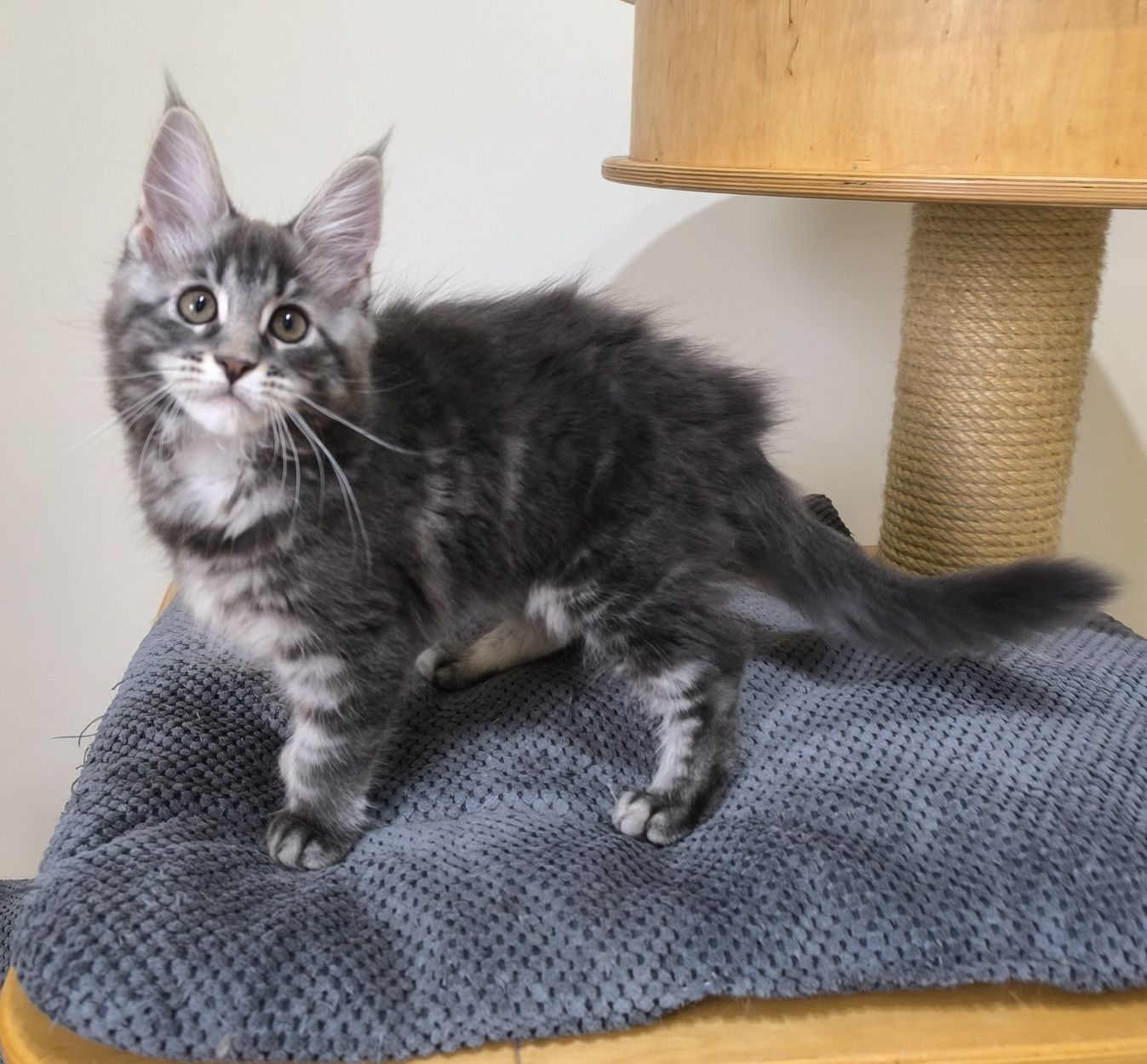 Kotka niebieska Maine Coon
