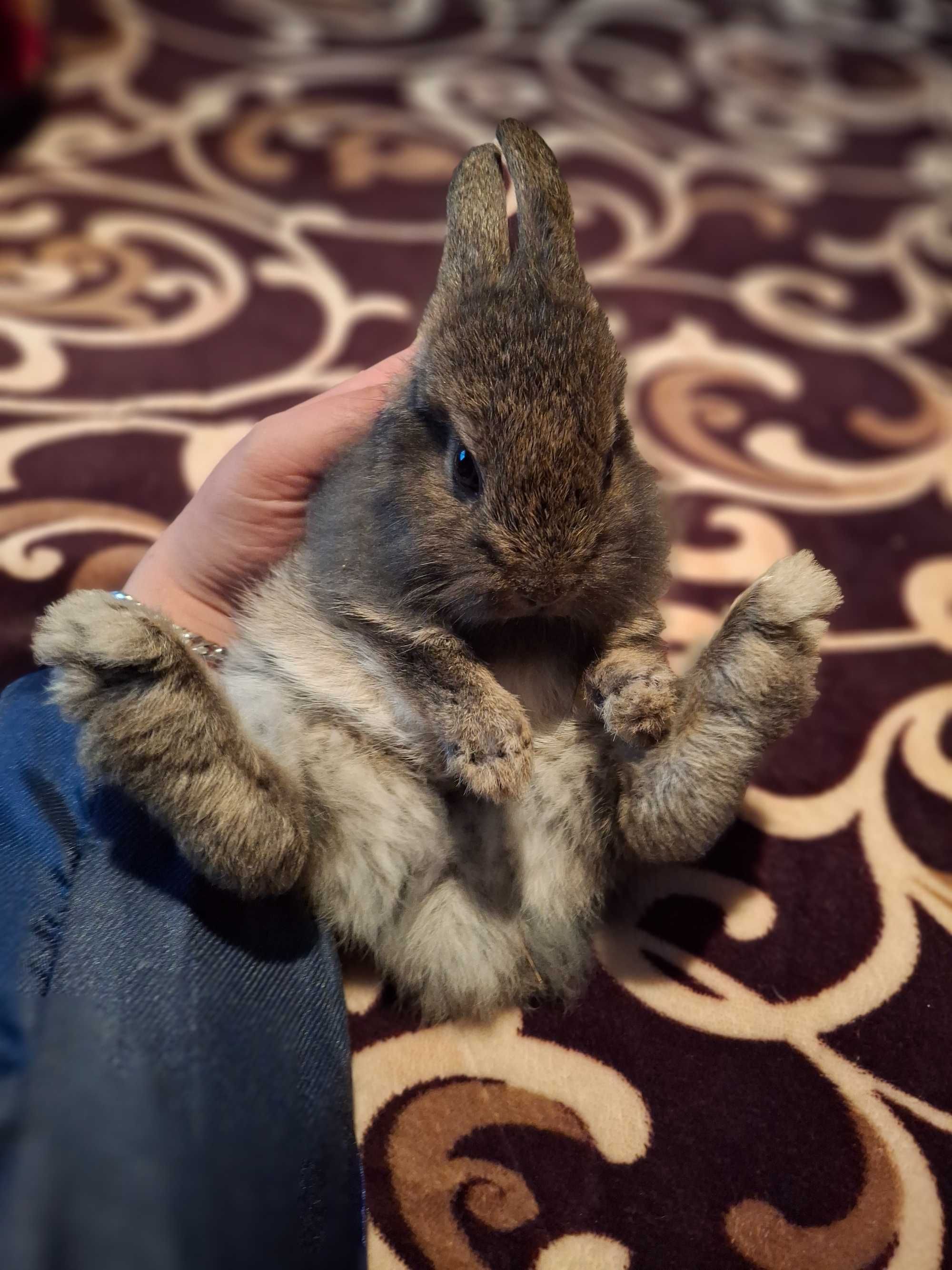 Coelhos anoes pequeninos