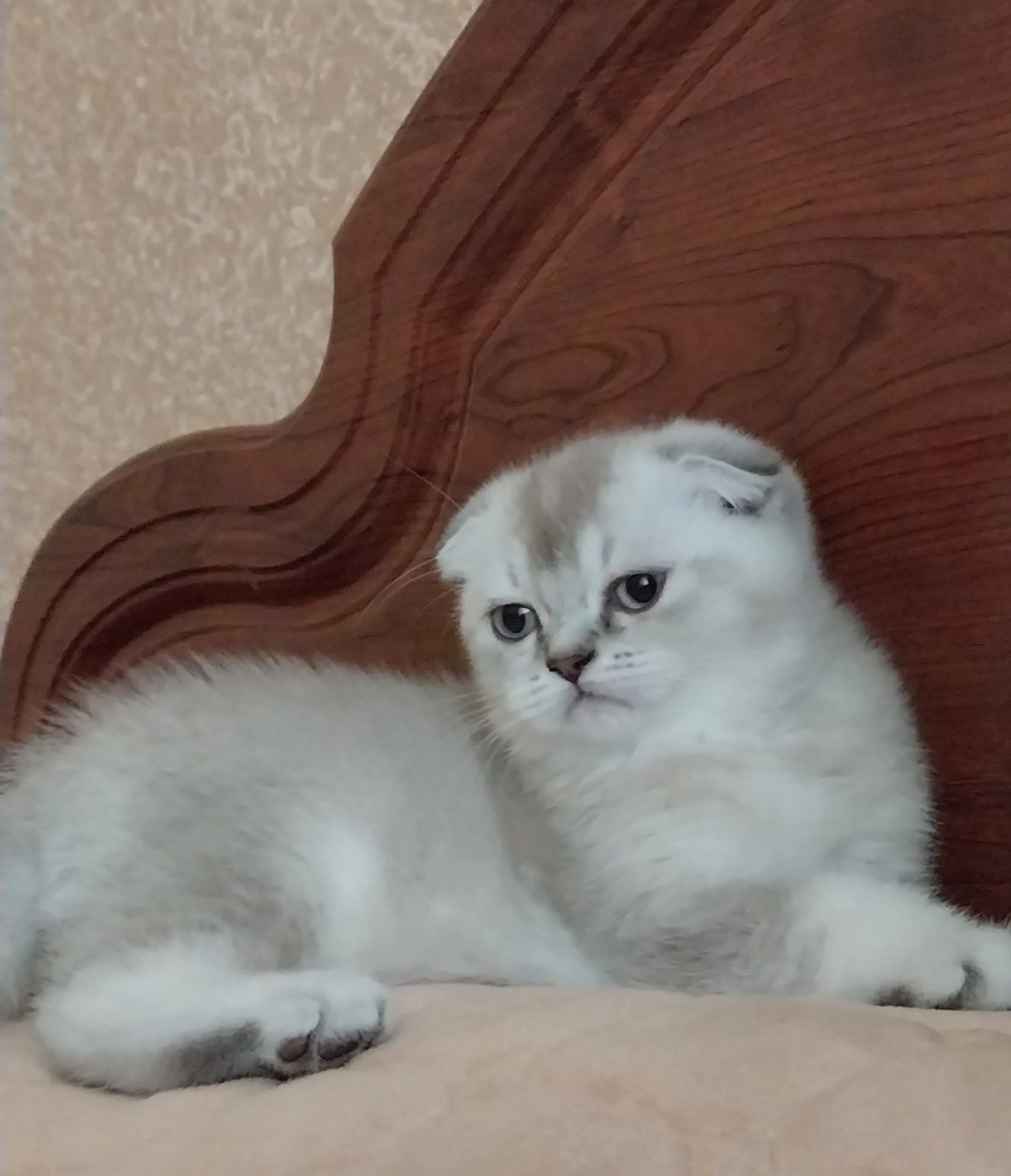 Шотландська висловуха кішечка.