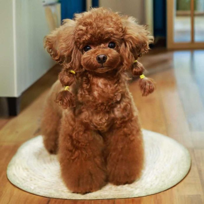 Sliczne Pudel toy red /brown