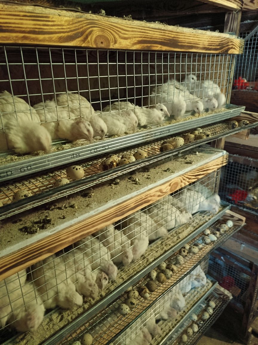 Перепели Техасець білий