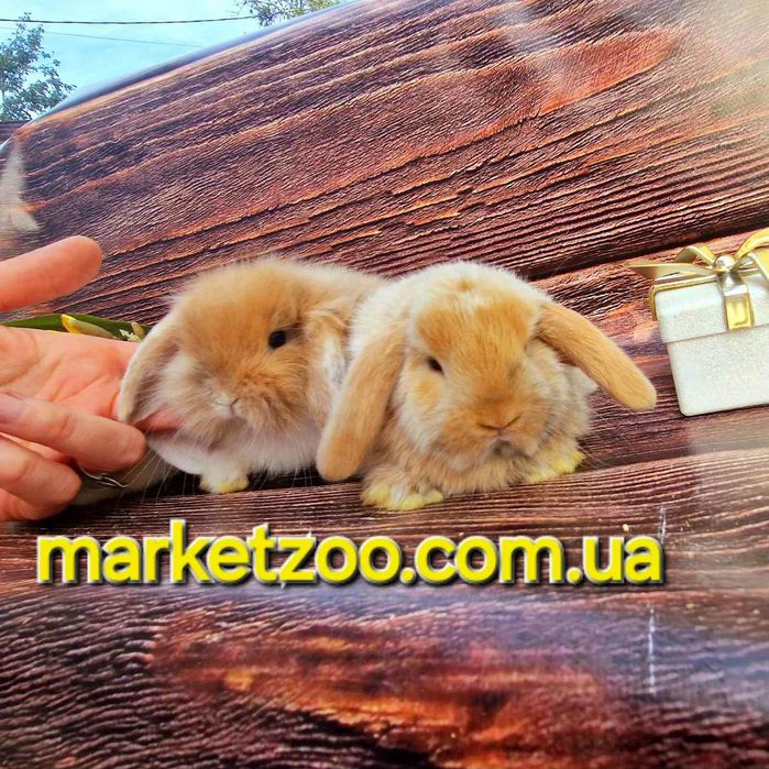 Неперевершені красунчики міні кролики висловухі баранчики,карликовые