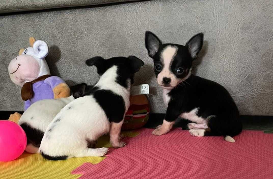 Chihuahua Macho Bebé