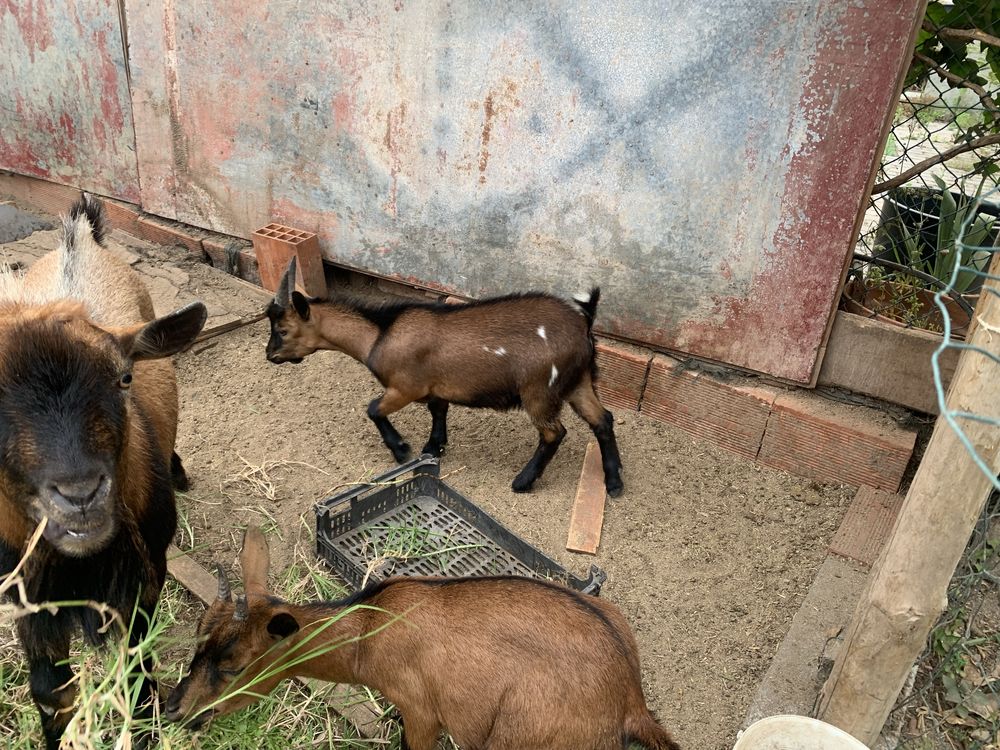 Cabras anas jovens