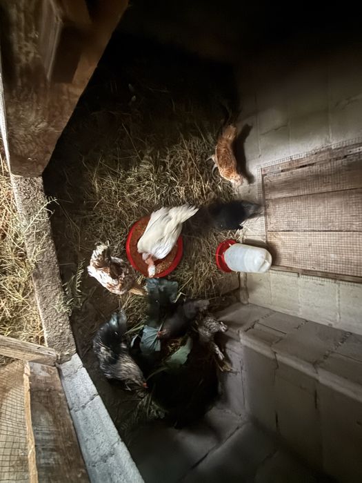 Macho da raca paduana