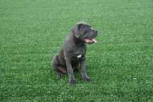 Sunia Cane Corso ZKwP / FCI