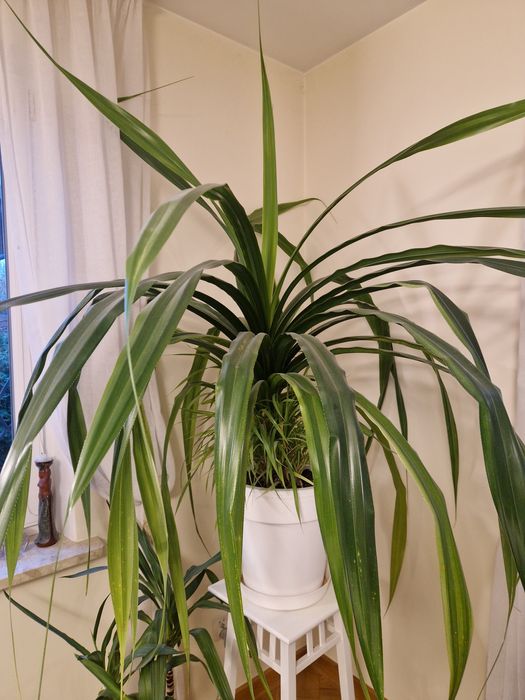 Duży kwiat pandan pochutnik 150cm