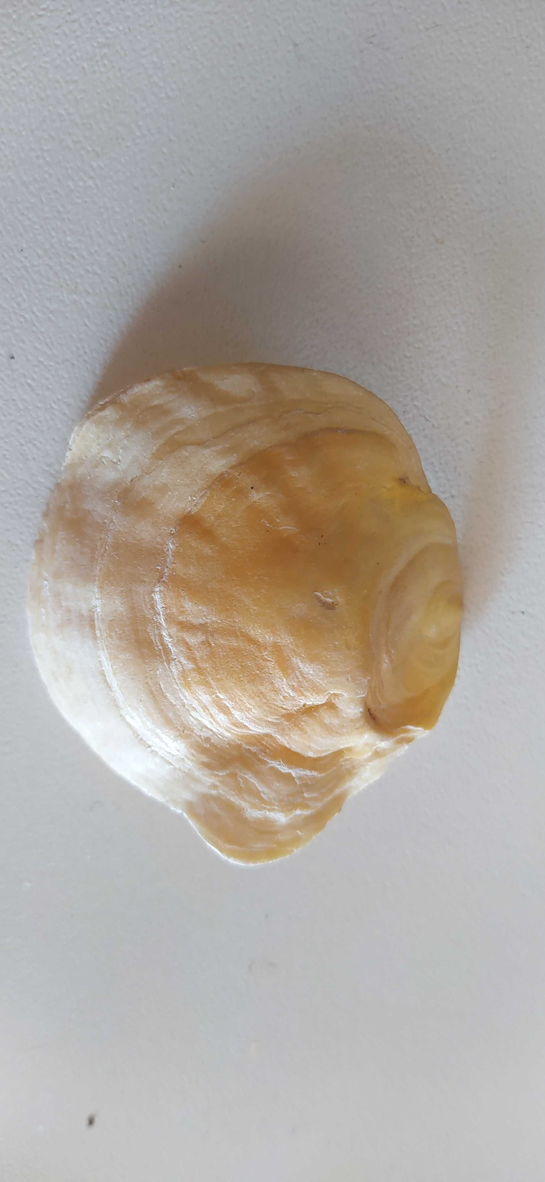 Conchas ( inteiras e partidas, algumas raras)