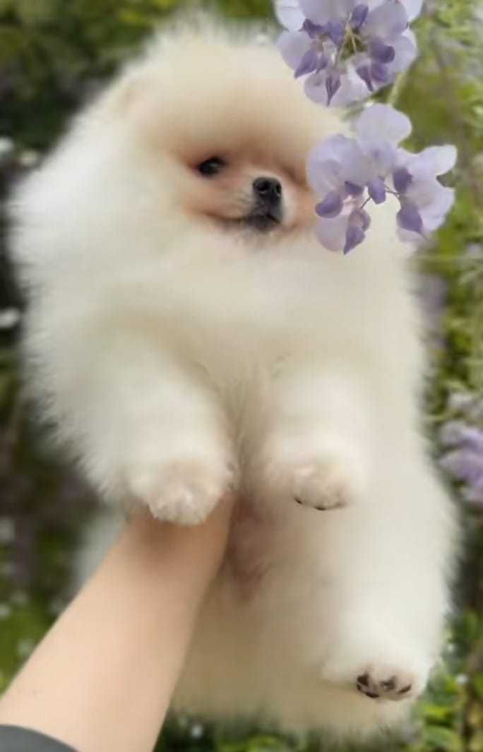 !!! Mały miś pomeranian mini