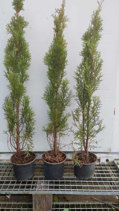 Tuja szmaragd 80 cm - 100 cm Donica wysyłka