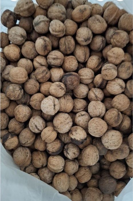 Орех грецкий урожай этого года.