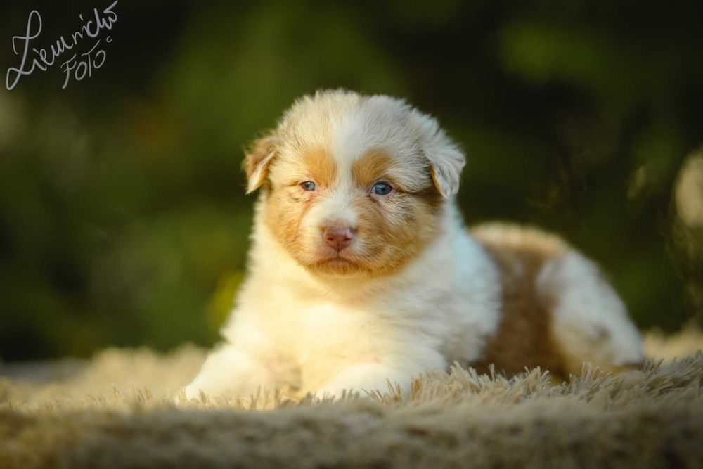 Owczarek Australijski typ Amerykański Suczka Red merle