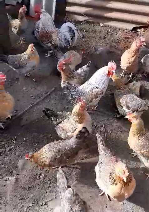 Инкубационное голубое яйцо кур  пароды Легбар.