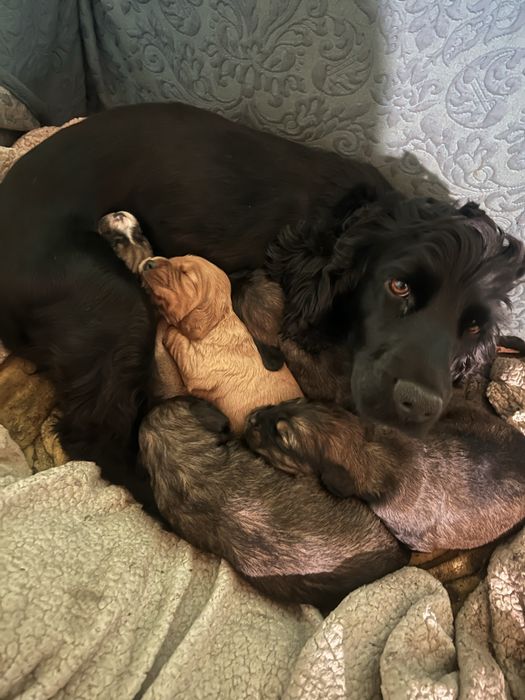 Доступні до бронювання цуценята кокер спаніель!)