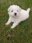 Bichon Maltês macho