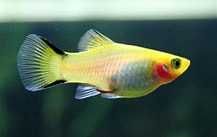 plati platy 	Xiphophorus maculatus / Xiphophorus variatus