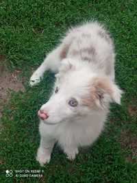 Border Collie suczka Red merle