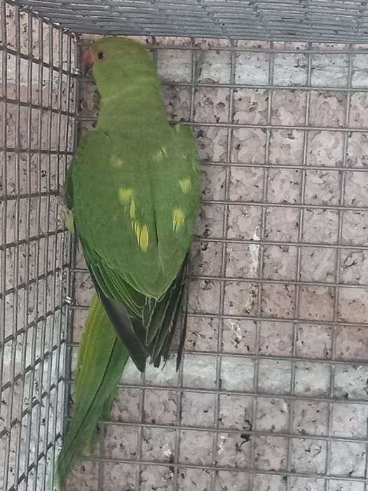 Ring neck portador