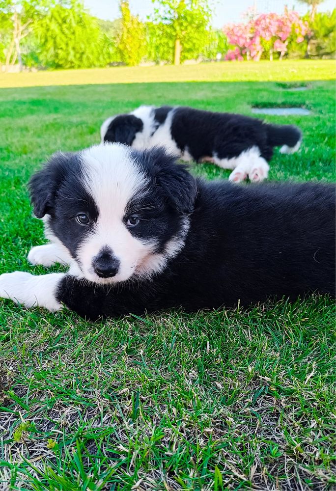 Piesek border collie